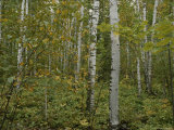 A Forest in the Apostle Islands