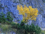 Autumn Foliage against Rock  Berchtesgaden National Park  Germany