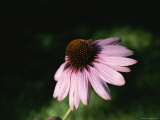 Close-up of Pink Flower