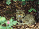 Wildcat in Forest
