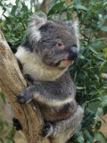 A Close View of a Koala in an Eucalyptus Tree