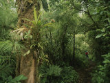 Rain Forest Tree with Bromeliad Plants  Costa Rica
