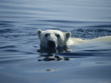 Polar Bear  Wager Bay  Northwest Territories  Canada