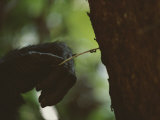 Close View of Chimps Hand Fishing for Ants with a Twig