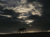 A Wild Horse is Silhouetted under Ominous Storm Clouds