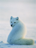 A Well-Camouflaged Arctic Fox Sits in the Snow