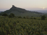 A Scenic of a Vineyard in the Ardeche Valley