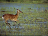 A Sika Deer Runs Through a Chincoteague Marsh