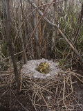 Canada Goslings in Their Nest