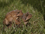A Male and a Female American Toad Mating in the Grass