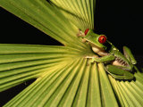 Red-Eyed Tree Frog in Costa Rica