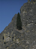 A Single Tree Growing out of a Rock Face