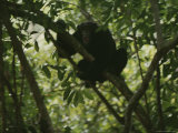 Shrieking Chimpanzee in Tree