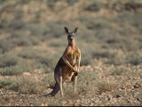 A Red Kangaroo Standing in the Australian Countryside