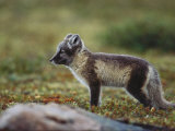A Young Arctic Fox