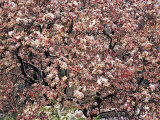 Magnolia Blossoms Blanketed in Wet Snow Endure a Cold Snap