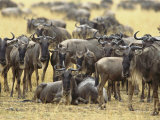 A Herd of Wildebeests Looking at the Camera
