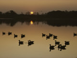 Canada Geese Silhouetted on the Chester River at Sunset