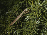 Praying Mantis