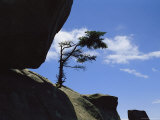 A Pine Tree Growing on Rock Atop Clingmans Dome
