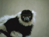 Close View of a Black and White Ruffed Lemur