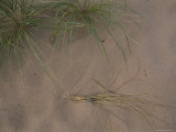 A Shot of Some Grass Growing on a Beach in the Apostle Islands