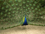 A Male Peacock Displays His Plumage