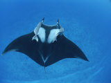 A Pair of Remoras Hitch a Ride on a Manta Ray  Manta Birostris