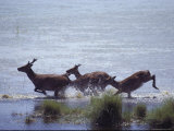 Sika Deer Running Through Marsh Water  Chincoteague  Virginia