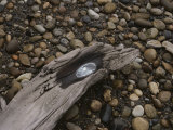 Driftwood on Pebbled Beach