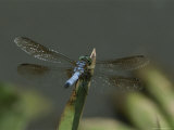 Eastern Pondhawk Skimmer Resting on a Leaf with its Wings Spread