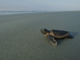A Newly-Hatched Loggerhead Sea Turtle Heads for the Water