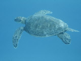 Green Sea Turtle Swimming Underwater