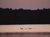 Swans and Young Swim Through Chincoteague Marsh Water at Twilight