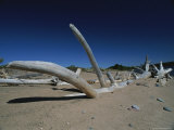 Driftwood Sits on a Beach in the Apostle Islands