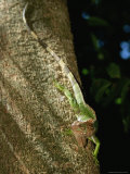 A Green Iguana on the Trunk of a Tree