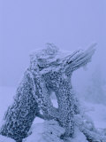Snow-Covered Tree Stump  Bayerischer Wald National Park  Germany