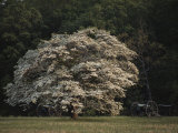 A Flowering Dogwood Spreads its Branches Near Union Cannon