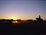 An Australian Cowboy and His Herd Silhouetted against the Setting Sun