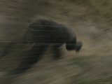 Panned View of Running Adult Male Chimpanzee