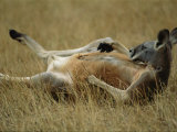 A Close View of a Red Kangaroo Stretched out on its Back