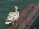 Close View of a Duck