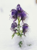 Blue Monkshood Flowers in Ice  Berchtesgaden National Park  Germany
