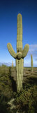 A Saguaro Cactus Stands Tall against a Blue Sky