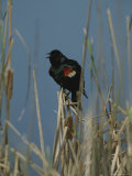 A Male Tricolored Blackbird (Agelaius Tricolor) Clings to Dry Rushes