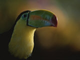 Close View of a Toucan  Costa Rica