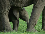 A Baby African Elephant Stands under an Adult