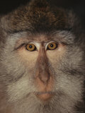 The Face of a Long-Tailed Macaque