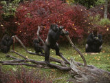 Captive Lowland Gorillas (Gorilla Gorilla)