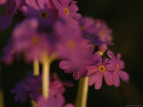 Close View of Phlox-Type Pink Flowers